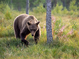 20210812Boreal_Tag2-0762.jpg
