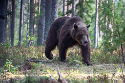 Reise zum Nordkap 2021
 Hero