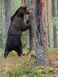 20210811Boreal_Tag1-0577.jpg