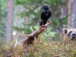 20210811Boreal_Tag1-0827.jpg