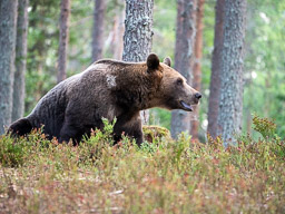 20210811Boreal_Tag1-0889.jpg
