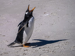 20250222Falklands_Tag1_Nachmittag-00324.jpg