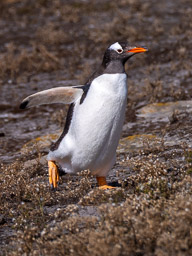 20250222Falklands_Tag1_Nachmittag-00706.jpg