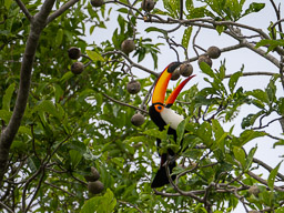 20251002Jungle_Lodge_Tag1-00498.jpg
